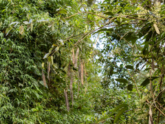 Bauhinia forficata