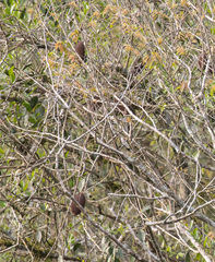 Amphilophium crucigerum