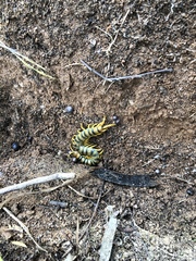 Scolopendra cingulata