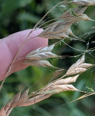 Bromus japonicus