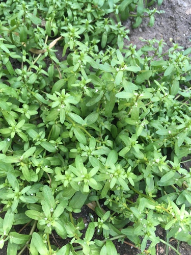 Veronica peregrina