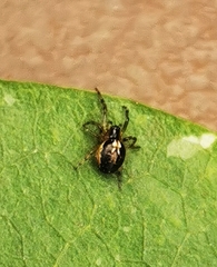 Zygiellinae