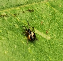 Zygiellinae