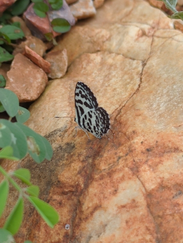 Common Pierrot