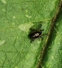 Zygiellinae