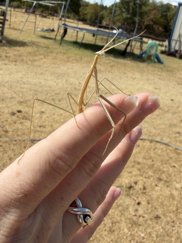 Northern Grass Mantis