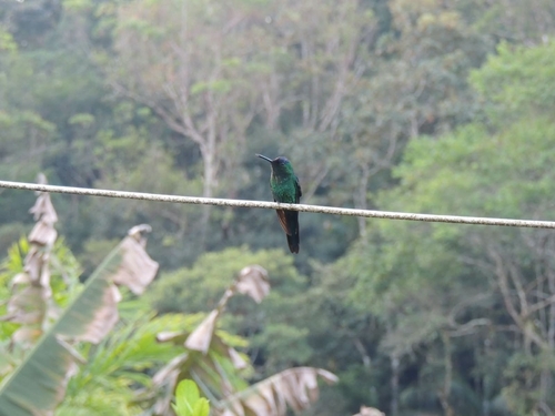 Violet-capped Woodnymph