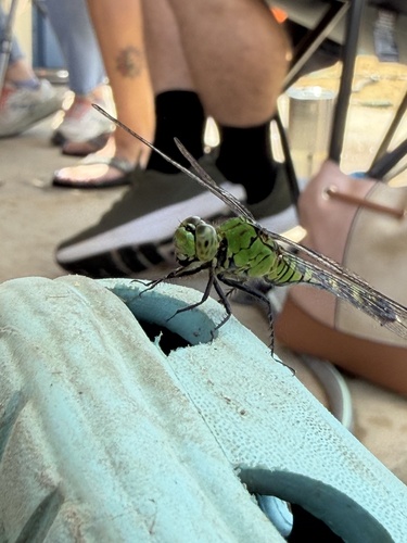 Eastern Pondhawk