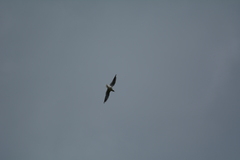 Chroicocephalus ridibundus