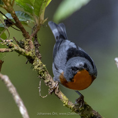 Oreothlypis gutturalis