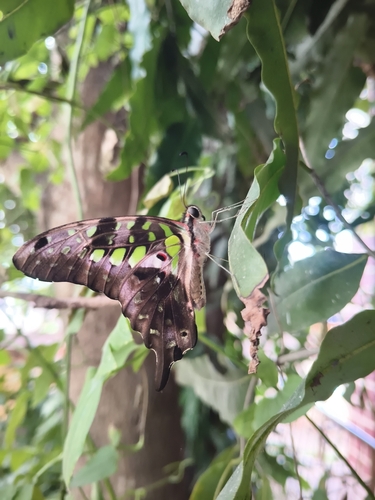 Tailed Jay