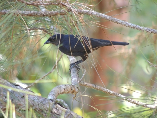 Chopí Blackbird