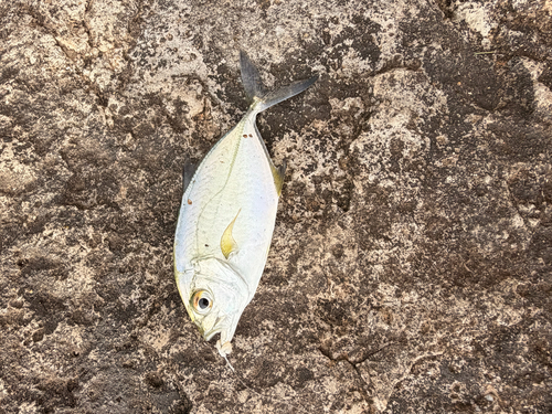 Caranx sexfasciatus, 2026-09-05
