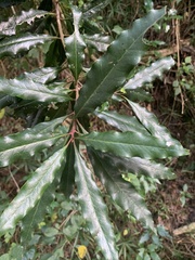 Faurea macnaughtonii