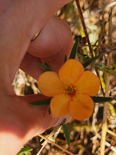 Orange Flameflower