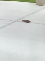Tamias striatus