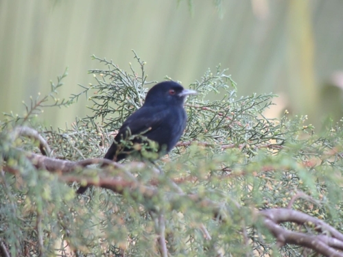 Blue-billed Black-Tyrant