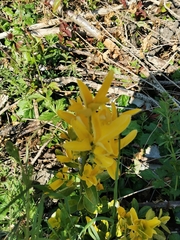 Genista tinctoria