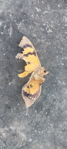 Dot-underwing Moth