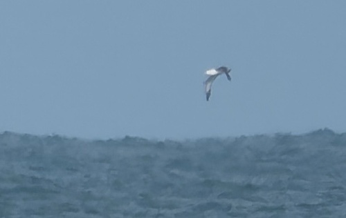 iNaturalist image