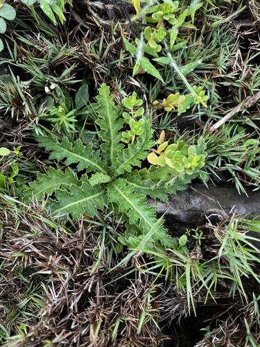 Cirsium japonicum, photograph 4