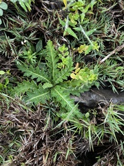 Cirsium japonicum, photograph (c) 胡正恆(Jackson Hu), some rights reserved (CC BY)