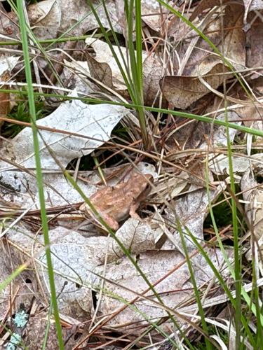 Spring Peeper