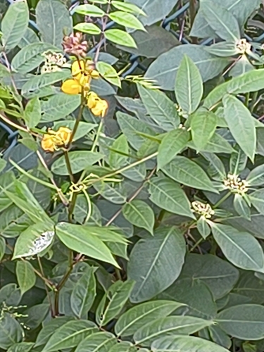 Senna occidentalis, photograph 1