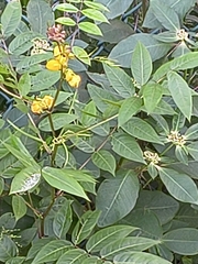Senna occidentalis
