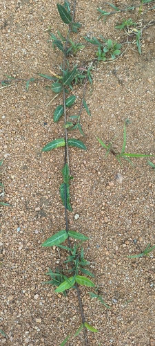 Hemidesmus indicus, photograph 6