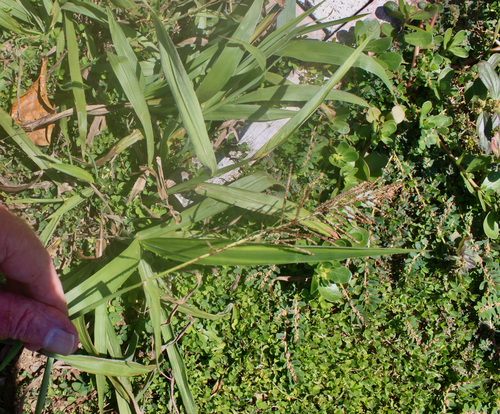 Paspalum paniculatum observed 2026-09-06