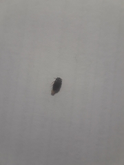 Bostrichoidea