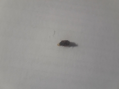 Bostrichoidea