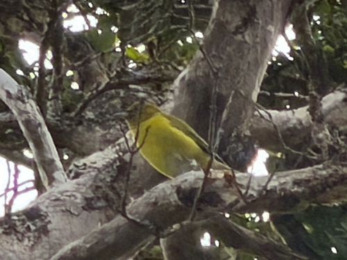 Chlorodrepanis flava observed 2026-09-05