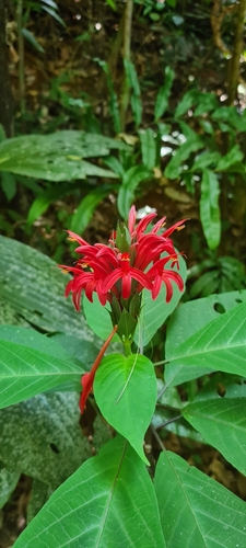 Pachystachys coccinea, 2026-08-29
