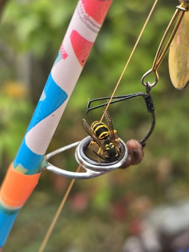 Eastern Yellowjacket