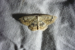 Cyclophora annularia