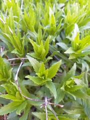 Gratiola officinalis