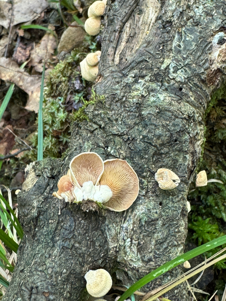 Luminescent Panellus · September 2026 · photo: Photo: (c) Michele Wiseman, some rights reserved (CC BY) · iNaturalist