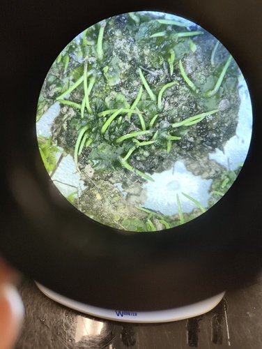 Anthoceros macounii observed 2026-09-05