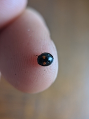 Brachiacantha quadripunctata