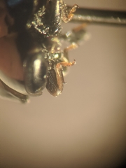 Brachiacantha quadripunctata