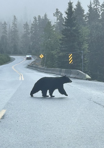 Black Bear sighting near Highway 99