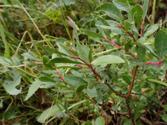 Vaccinium cespitosum