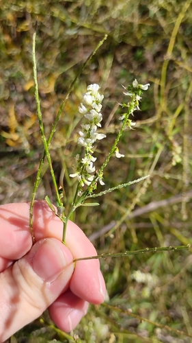 White Sweetclover