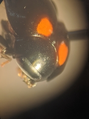 Brachiacantha quadripunctata