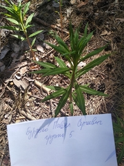 Chamaenerion angustifolium