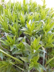 Gratiola officinalis
