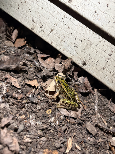 Northern Leopard Frog