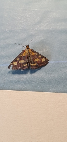 Common Crimson-and-gold Moth